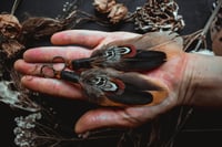 Image 3 of Feather earrings 