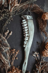 Image 4 of Deer jaw necklace 