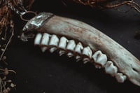 Image 5 of Deer jaw necklace 