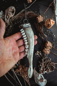 Image 6 of Deer jaw necklace 