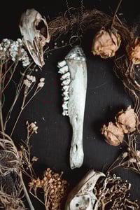 Image 2 of Deer jaw 2