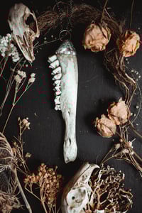 Image 1 of Deer jaw 2
