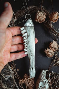 Image 4 of Deer jaw 2