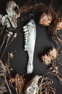 Image 3 of Deer jaw 2