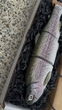 Image 2 of Immortal Trout  11 “Gold Back Trout”