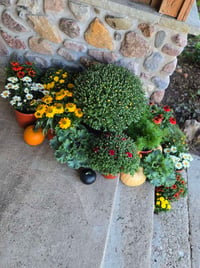 Image 2 of Fall Mums Porch Containers