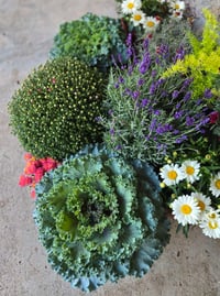 Image 5 of Fall Mums Porch Containers