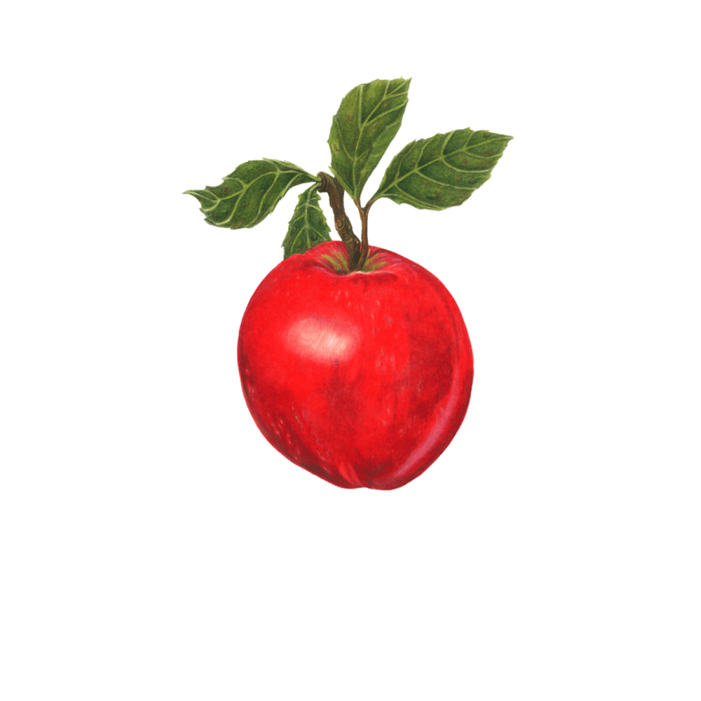 Image of Kitchen Art Prints