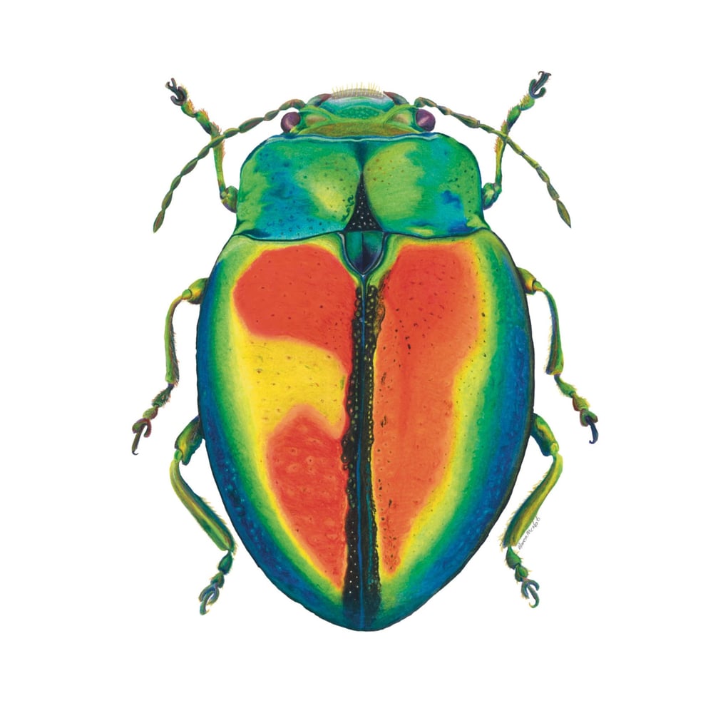 Image of Beetles and Bugs
