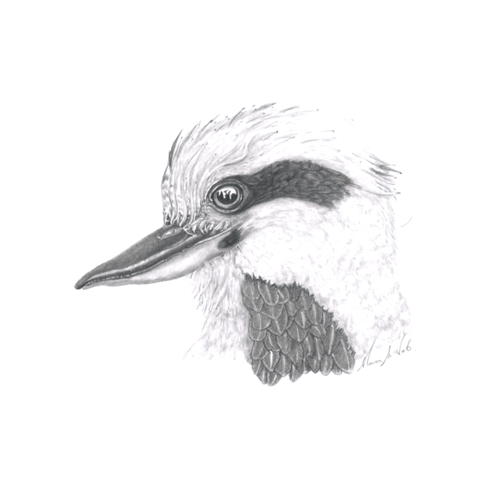 Image of Australian Native Graphite Print