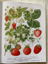 Image 6 of The Oxford Book of Food Plants