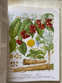 Image 4 of The Oxford Book of Food Plants