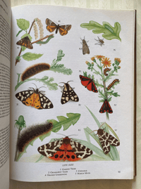 Image 2 of The Oxford Book of Insects