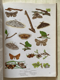 Image 3 of The Oxford Book of Insects