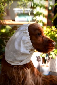 Celestial Plume - Dog Snood