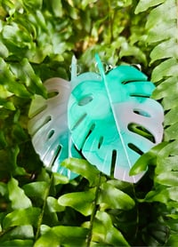 Image 1 of Monstera ...