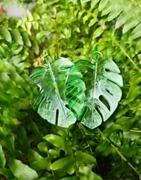 Image 2 of Monstera ...