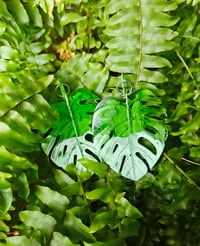 Image 3 of Monstera ...