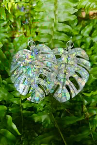 Image 2 of Monstera....