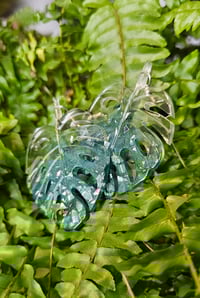 Image 3 of Monstera....