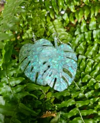 Image 4 of Monstera....