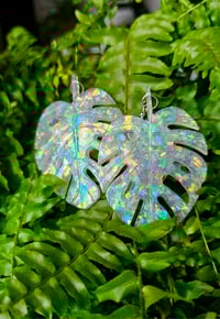 Image 5 of Monstera....