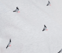 Image 3 of Pigeon Tee