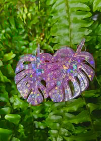 Image 5 of Monstera...