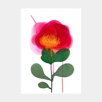 Image 2 of Grande pivoine