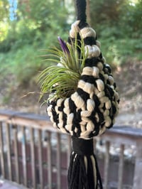 Image 4 of Treehouse Air Plant Pod