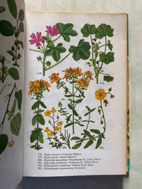 Image 2 of Vintage Wild Flower Book Blanford Colour Series