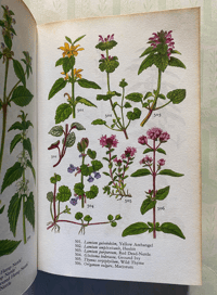 Image 3 of Vintage Wild Flower Book Blanford Colour Series