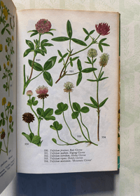 Image 5 of Vintage Wild Flower Book Blanford Colour Series