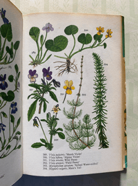 Image 4 of Vintage Wild Flower Book Blanford Colour Series