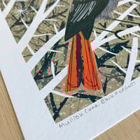 Image 3 of Mullion Cove Black Redstarts