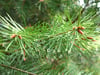 Holiday Mini - 11/29 - Pennsburg Loctaion