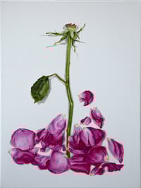 Pink Rose Study