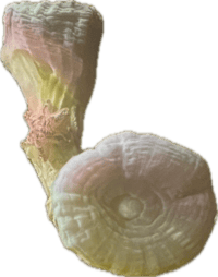 2 Head Mint Candy Cane