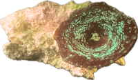 Teal Speckled Discosoma