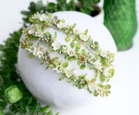 Image 1 of Bloomette Halo- Sage Succulent