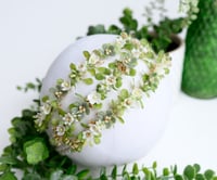 Image 4 of Bloomette Halo- Sage Succulent