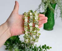 Image 5 of Bloomette Halo- Sage Succulent