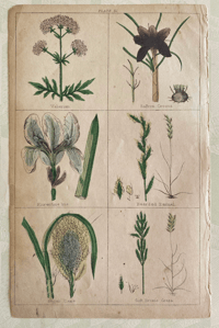 Antique Botanical Print (1)