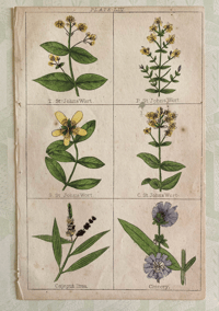 Antique Botanical Print (2)