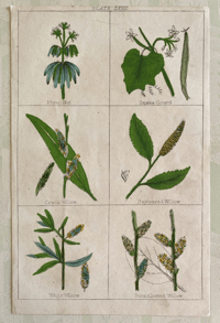 Antique Botanical Print (3)