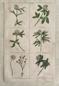 Antique Botanical print (4)