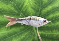 Image 2 of SPEEDBAITS Custom Airbrushed Glide Bait 2626