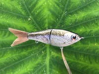 Image 5 of SPEEDBAITS Custom Airbrushed Glide Bait 2626