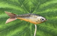 Image 5 of SPEEDBAITS Custom Airbrushed Glide Bait 2833