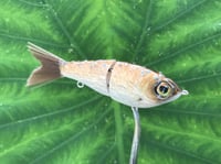 Image 2 of SPEEDBAITS Custom Airbrushed Glide Bait 3301